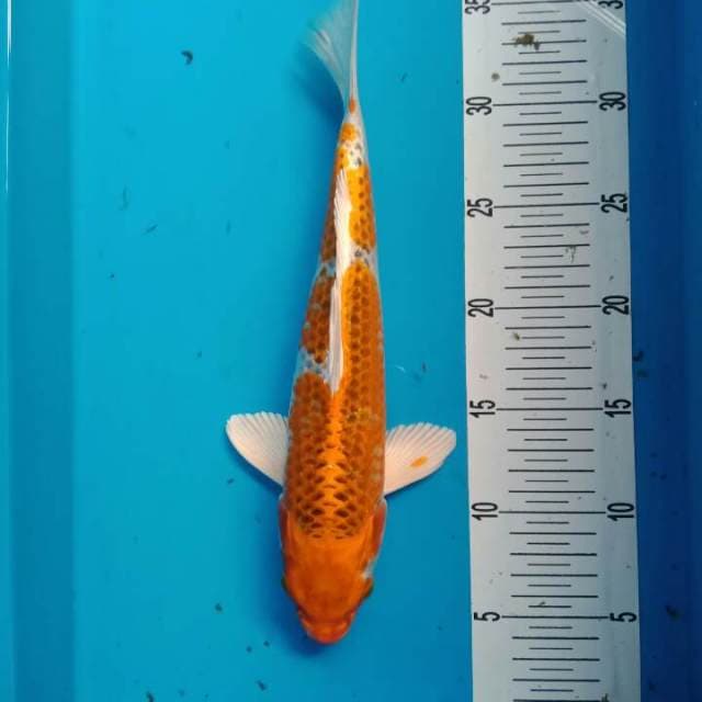 kujaku 31 cm