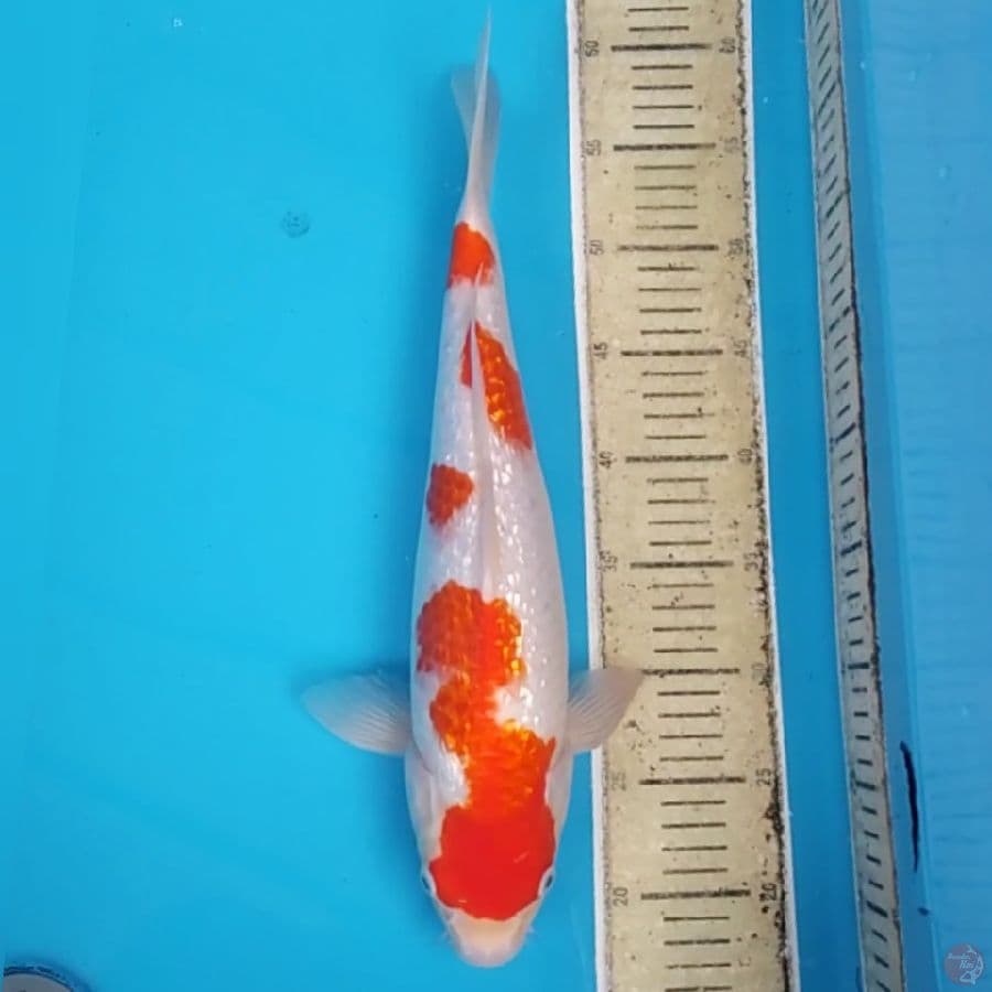 Kohaku Ginrin - ~41