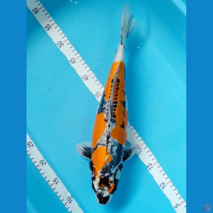 Kikokuryu 43cm