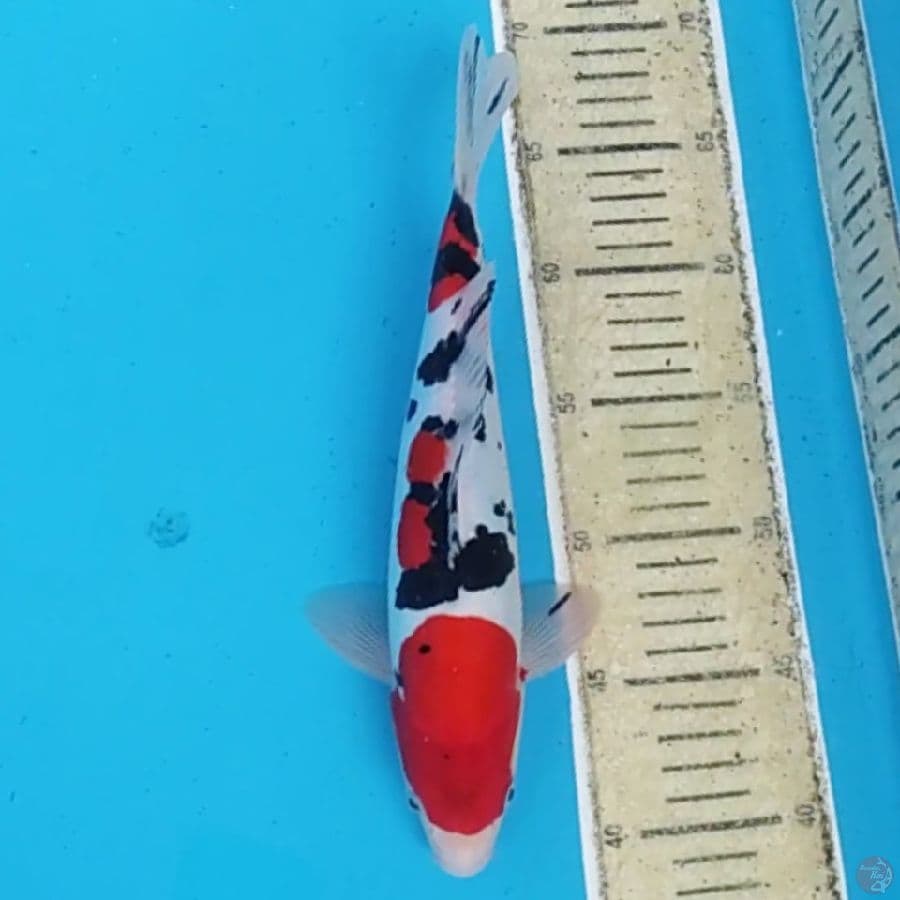 Doitsu Sanke Murni Strong Color ~29 M