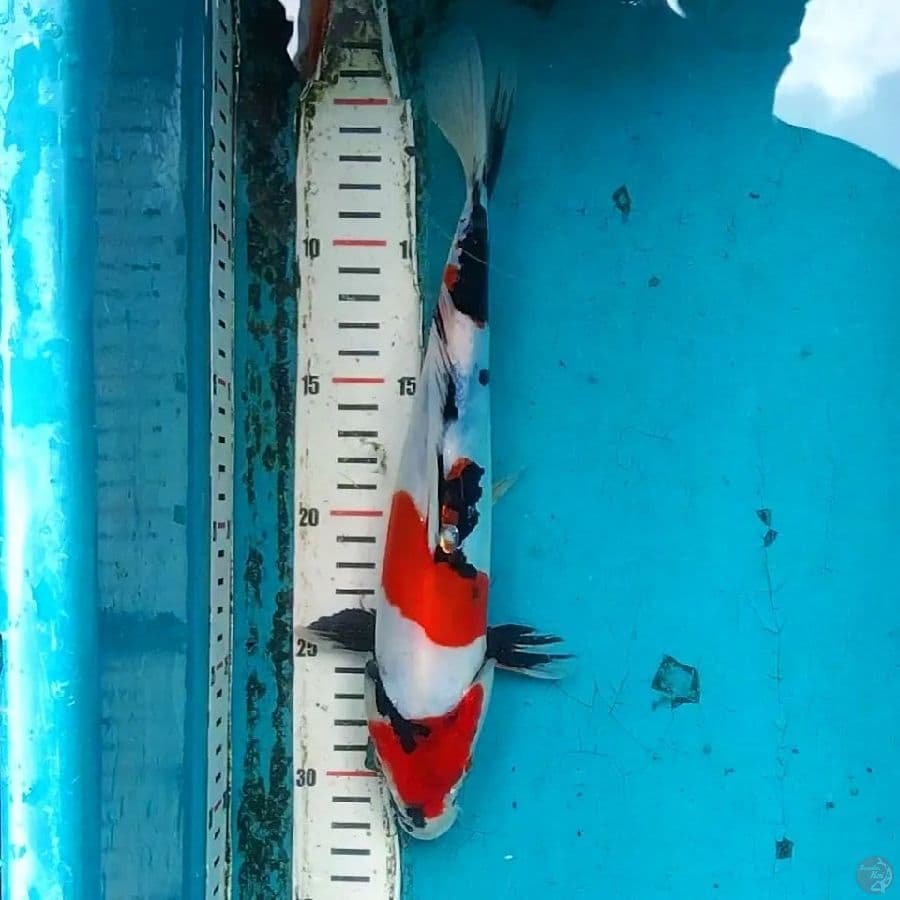 Maruten Showa Doitsu 27cm