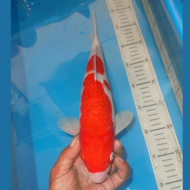 F1 KINGINRIN KOHAKU