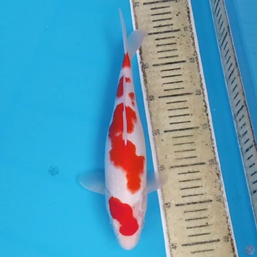 Kohaku ~31
