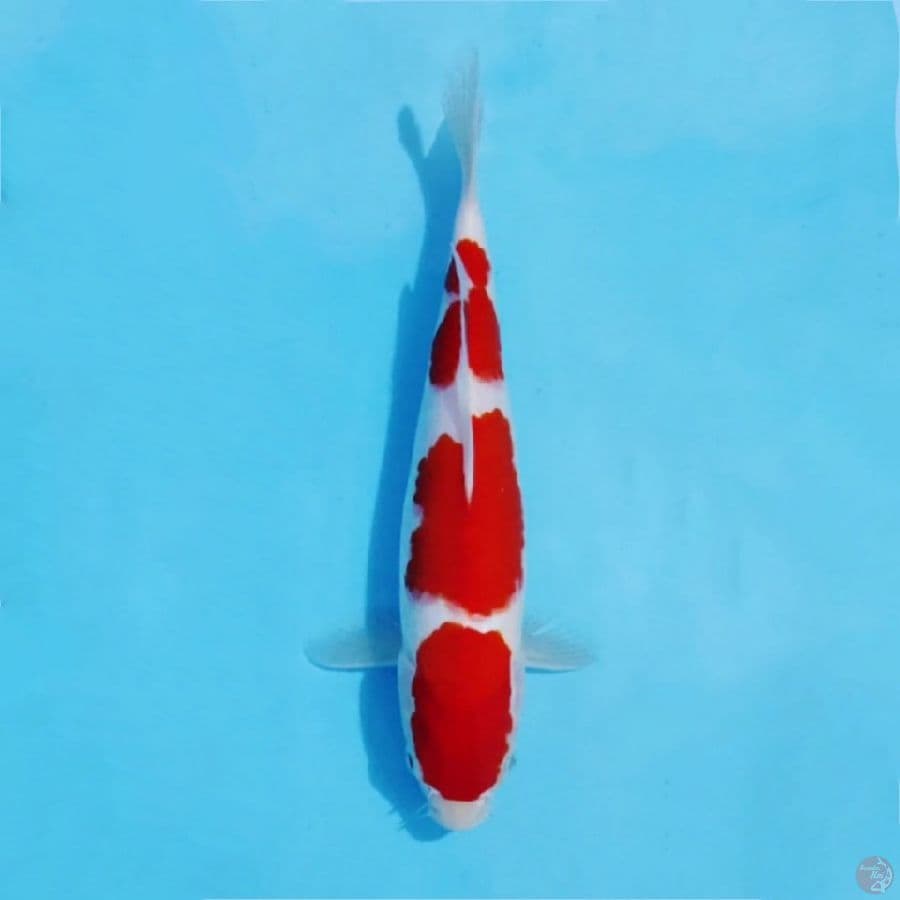 ١ kohaku ready show size 27cm fm
