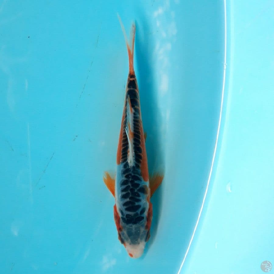 Minion - Shusui C 13cm