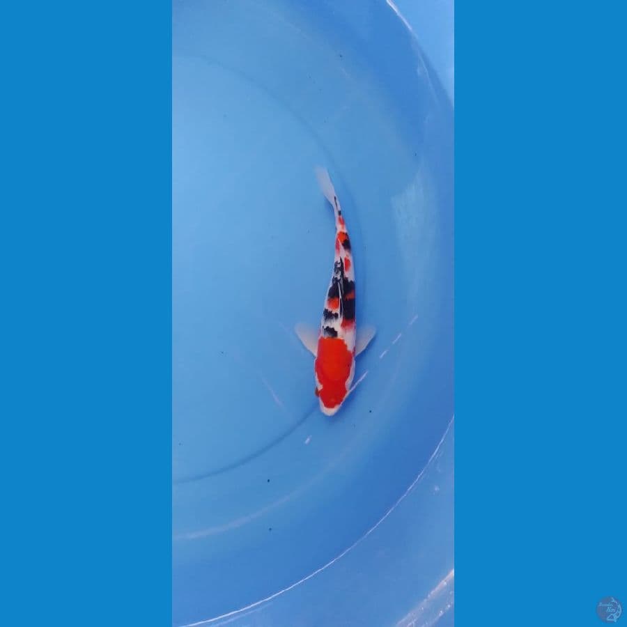 Sanke 25cm