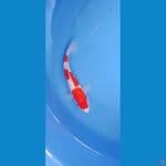 kohaku 24cm