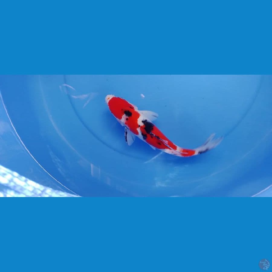 sanke 27 cm