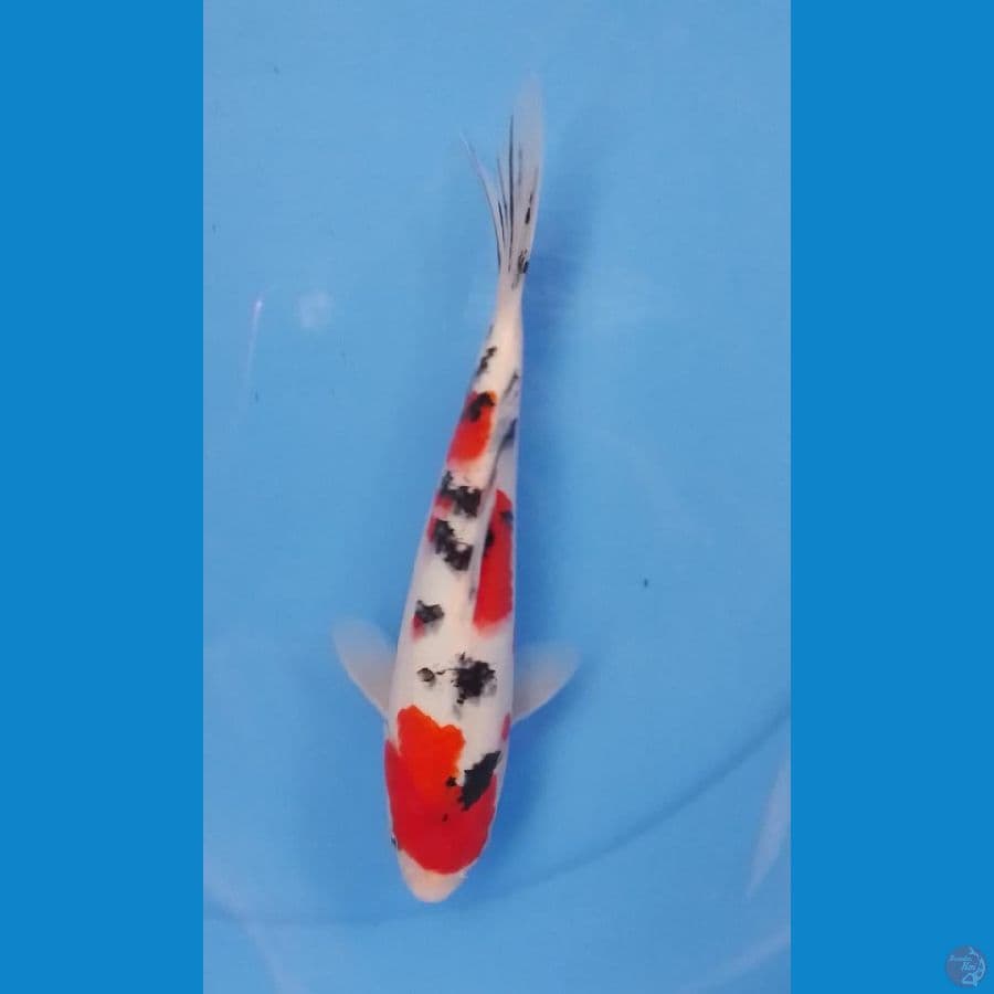 sanke 24cm
