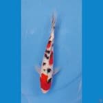 sanke 24cm