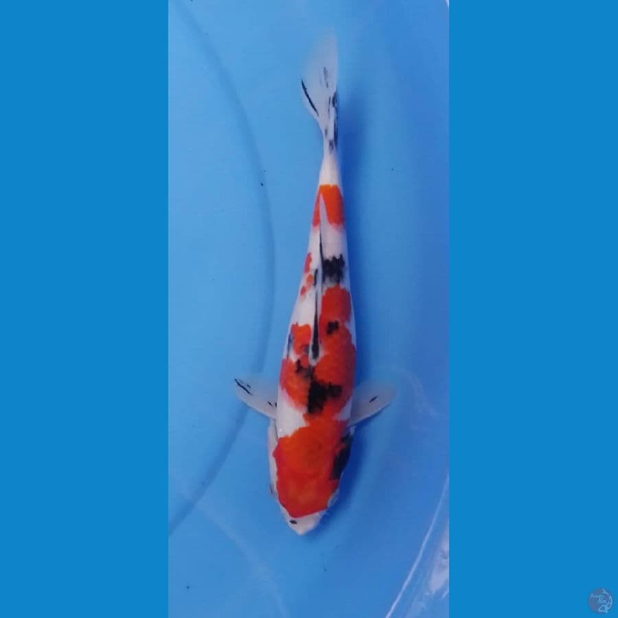 sanke24cm