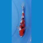 sanke24cm