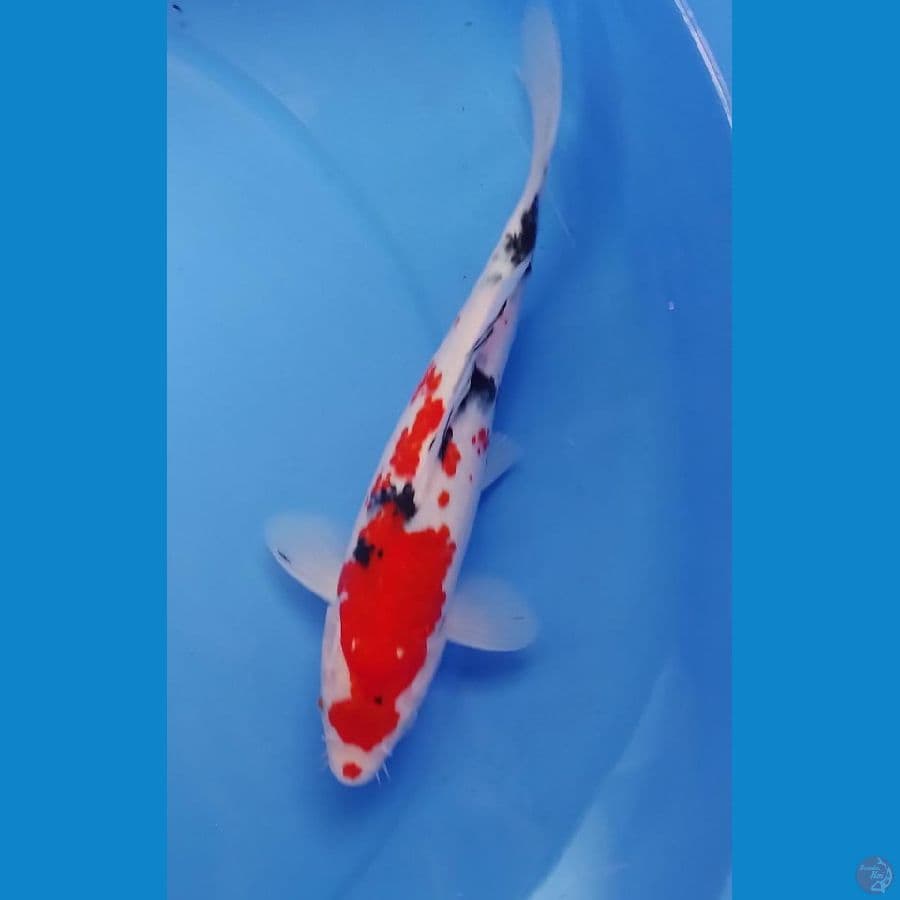 sanke 27cm