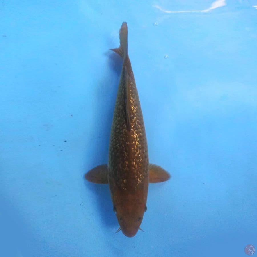 Chagoi Ginrin 29 cm
