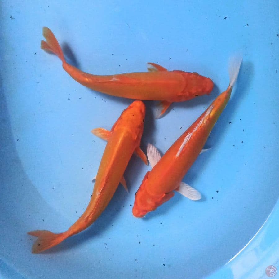 Paket Mix 3 ekor 25-26 cm