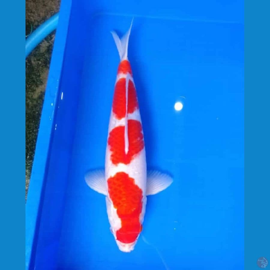 kohaku 40cm male