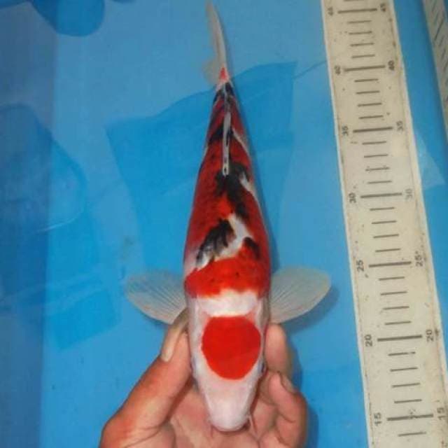 KOROMO SANKE MARUTEN