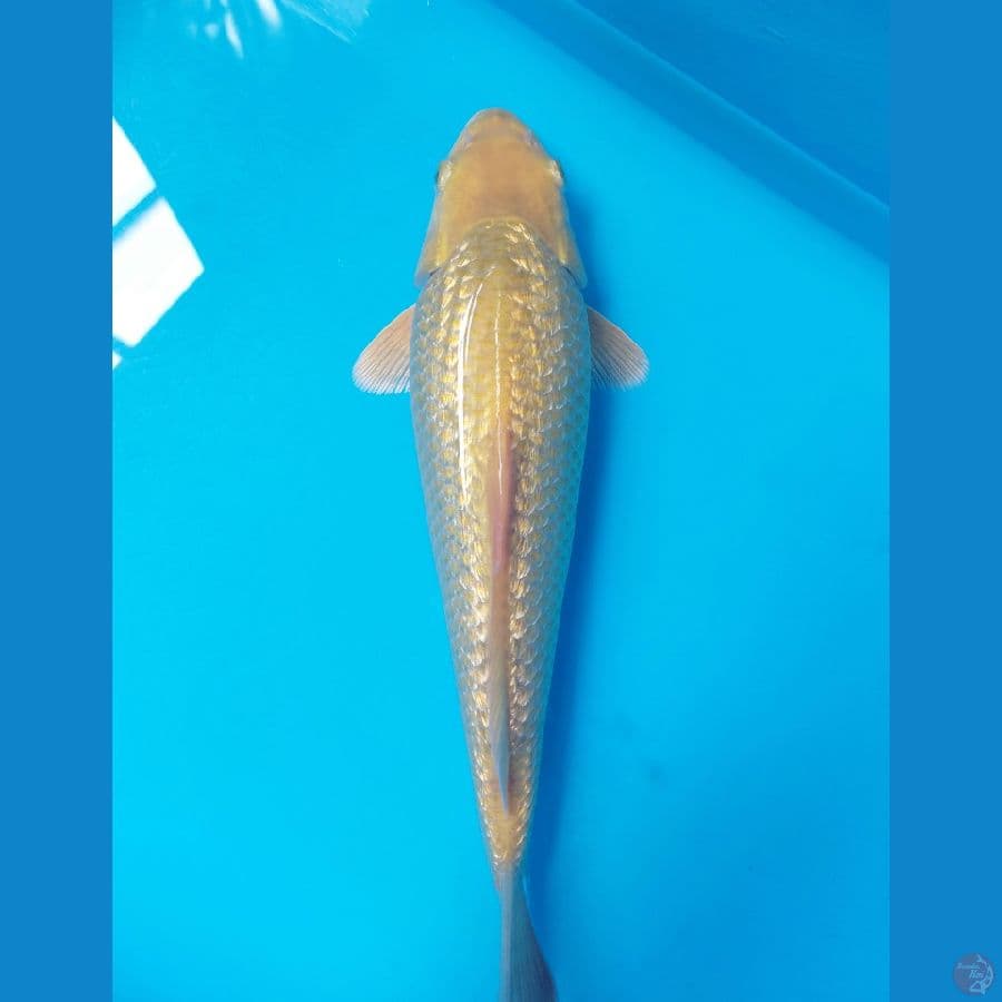 SQ KARASI MUNUK BODY BULLKY 27CM