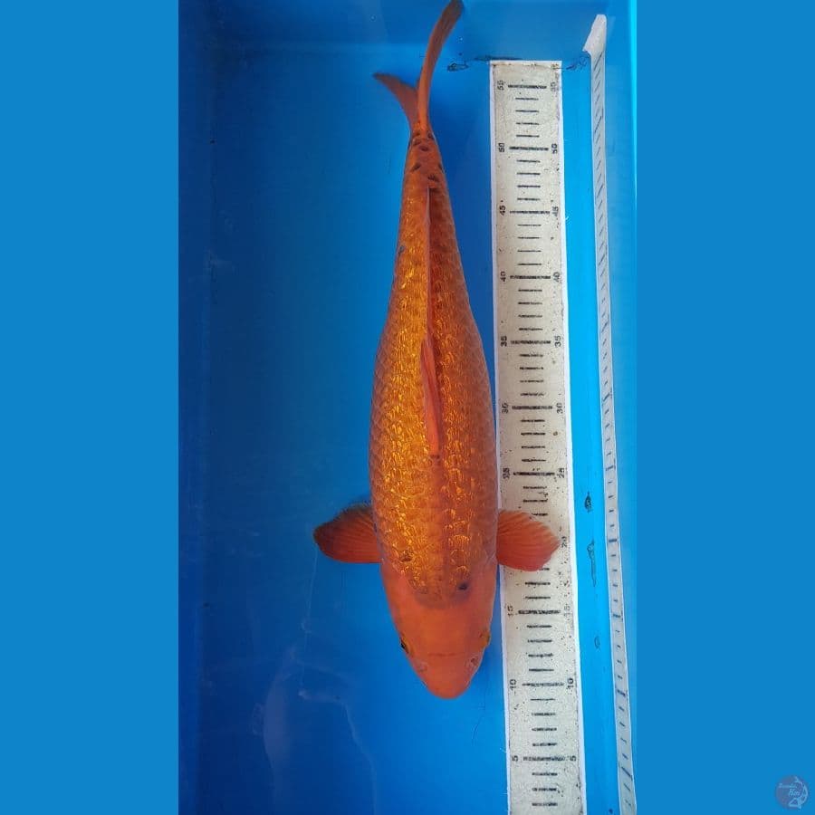 CHAGOI KARAMEL GINRIN 48 cm