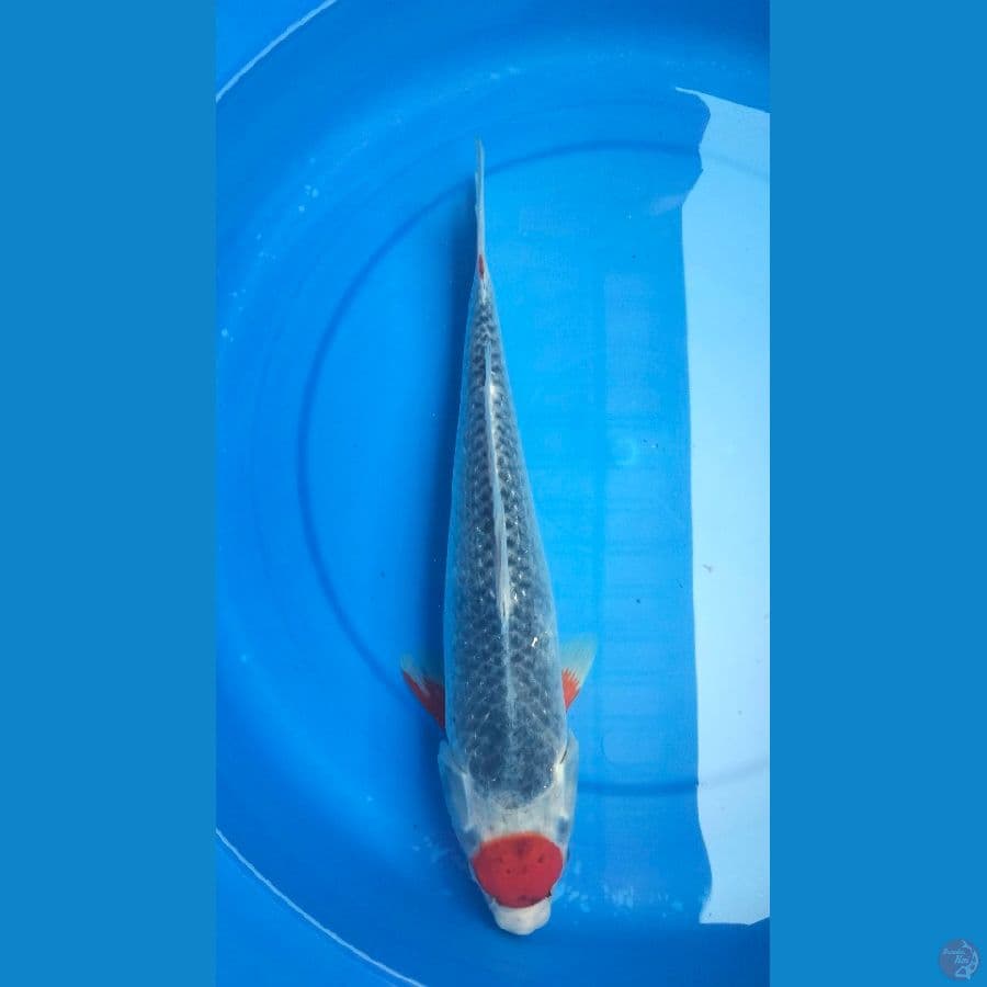 Tancho Ghosiki 37 cm