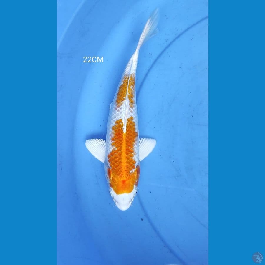 hariwake 22cm