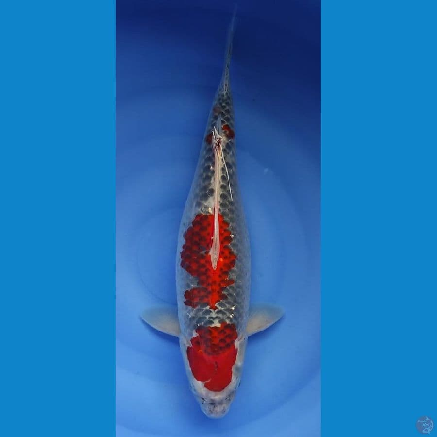 ghosiki ///40cm