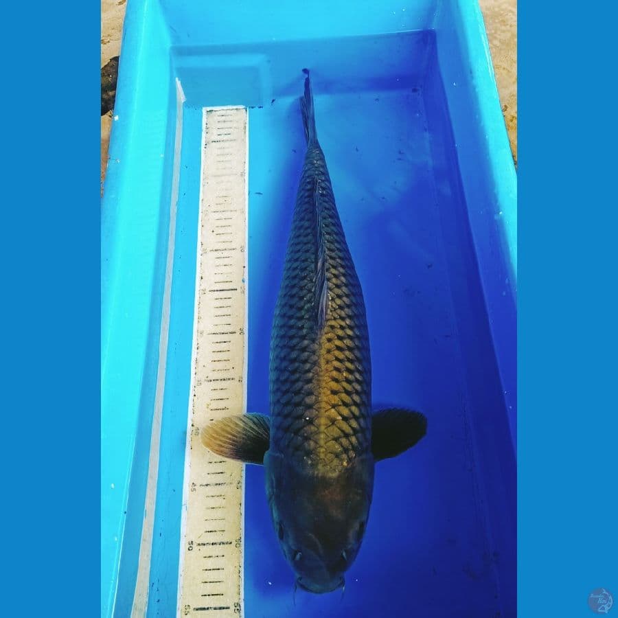 55cm blackgreentea penjinak kolam 