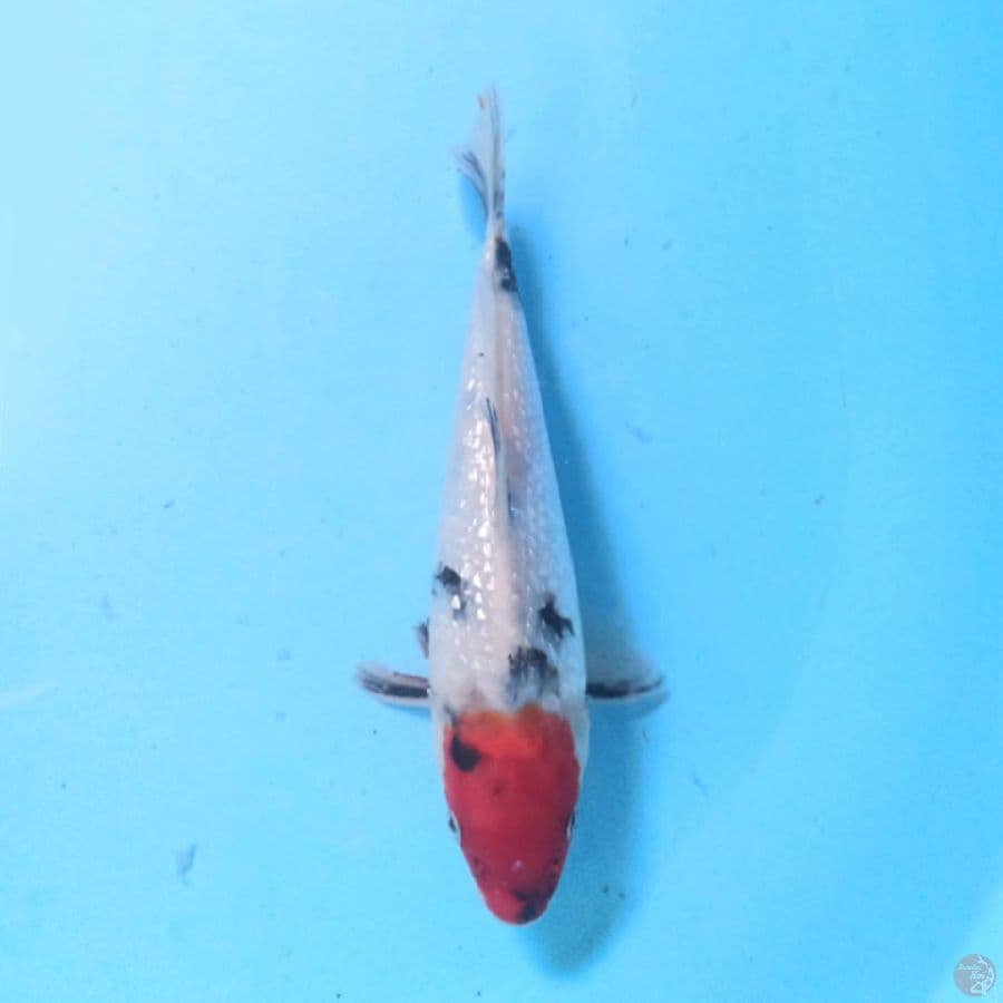 SHOWA GINRIN 22CM
