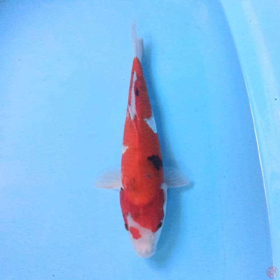 SANKE 33CM