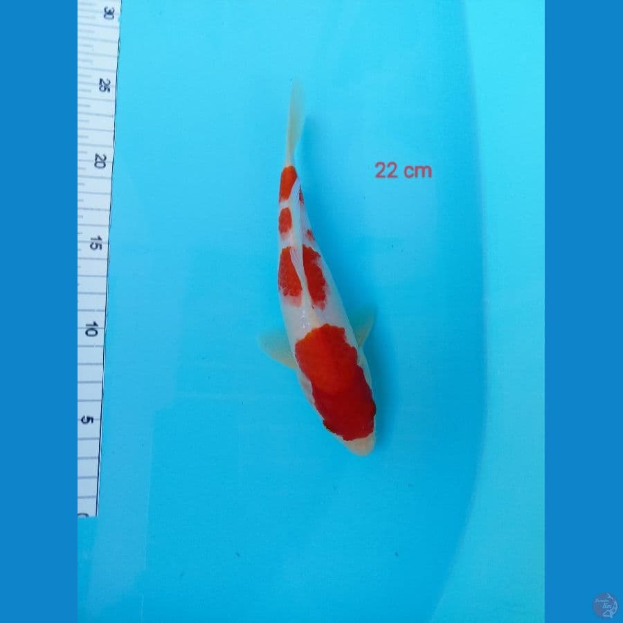 kohaku 22 cm