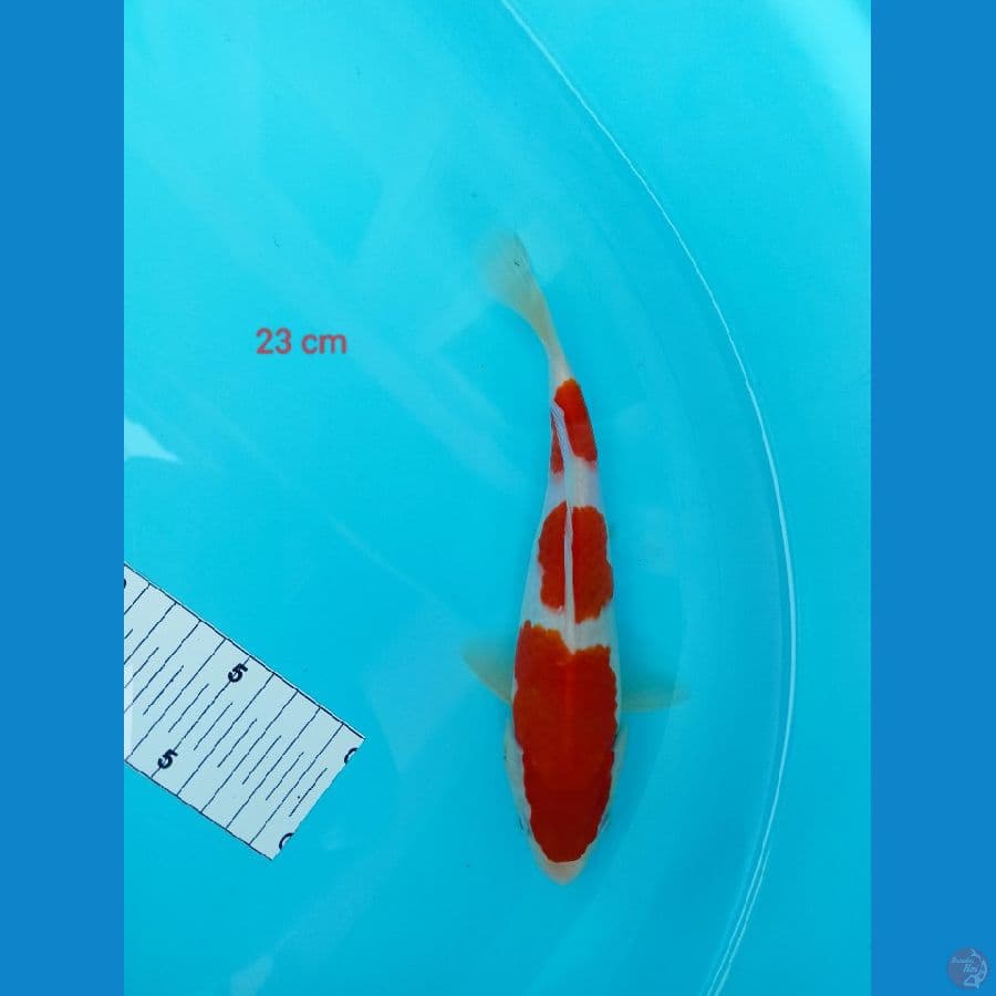 kohakhu 23 cm