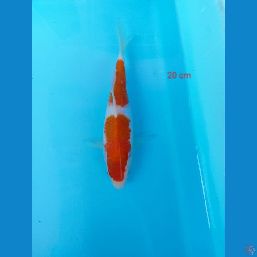 kohakhu 20 cm