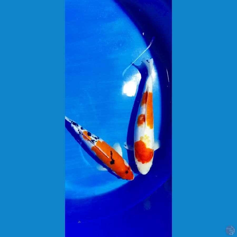 sangke kohaku doit 39 42 cm