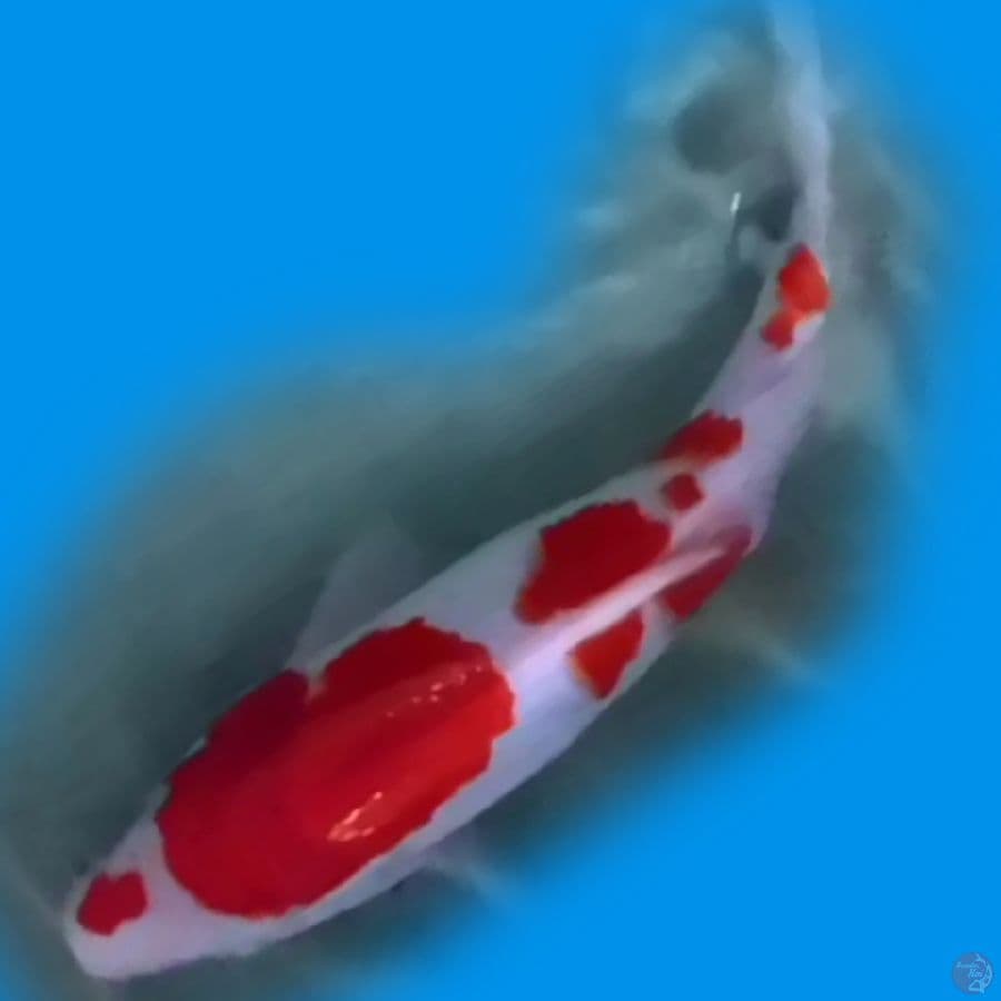 CW 22