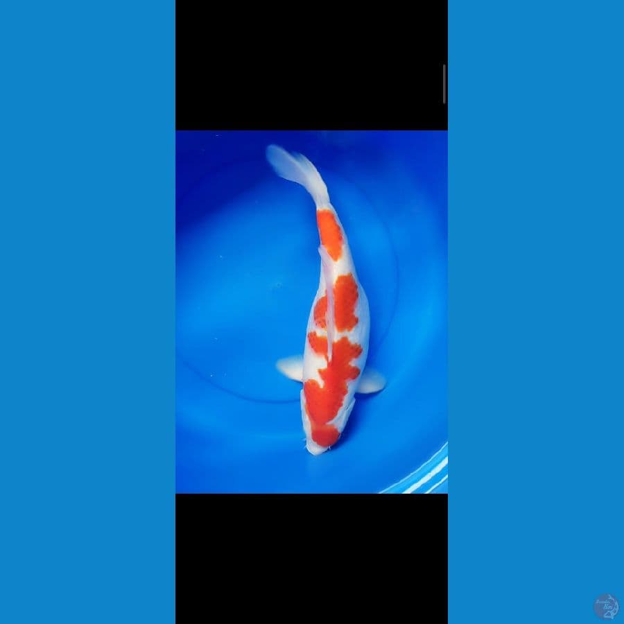 Kohaku jumbo FM