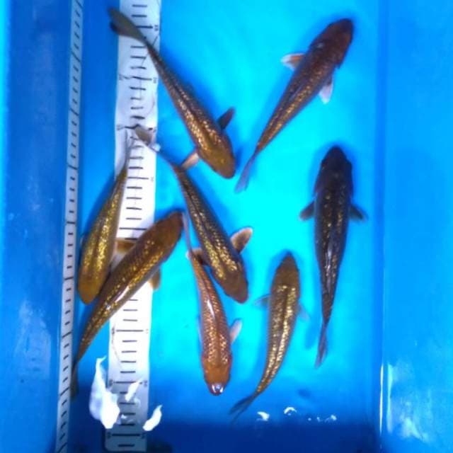 CHAGOi GINRIN Penjinak kolam 8 ekor