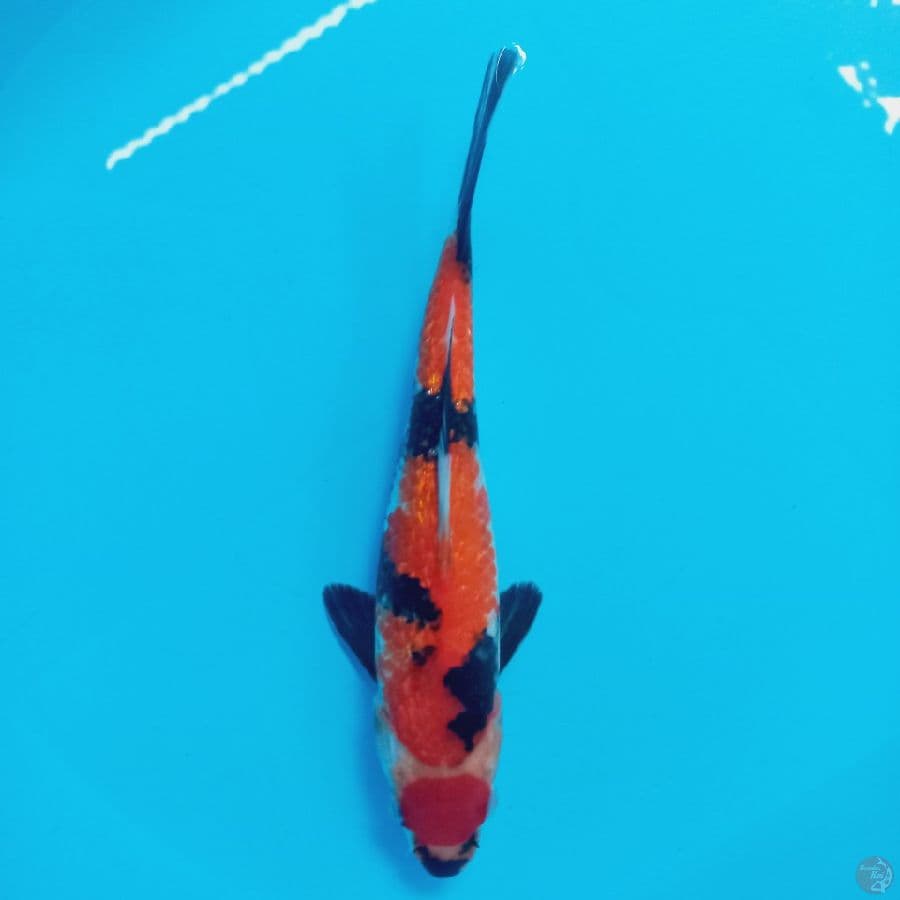 *MARUTEN SHOWA//25 CM*