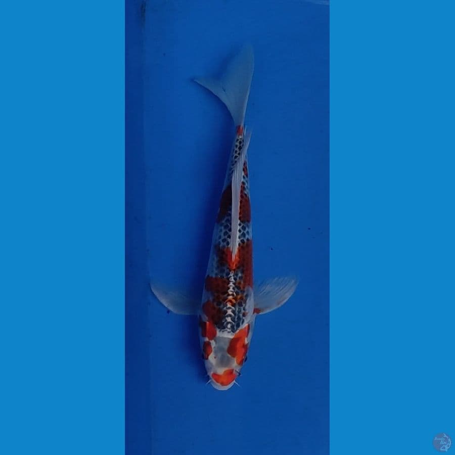 Kujaku slayer 29cm