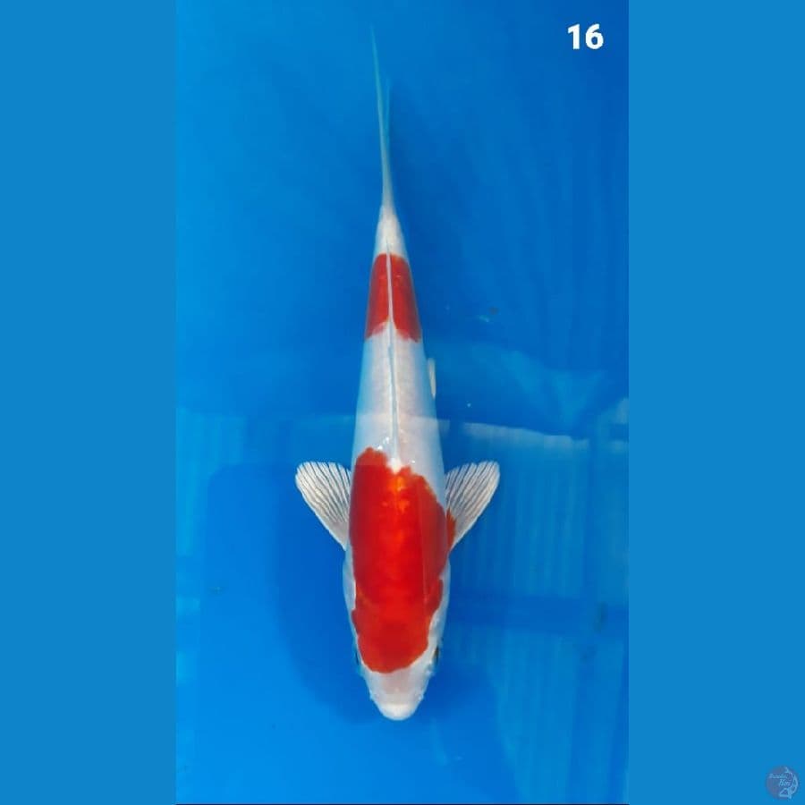 kikushui 16cm