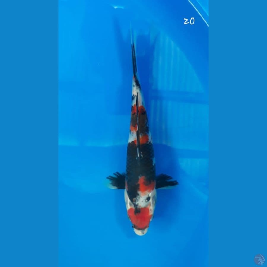 showa 20cm