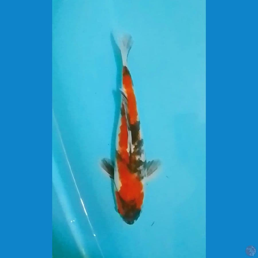 Showa 33cm (F)