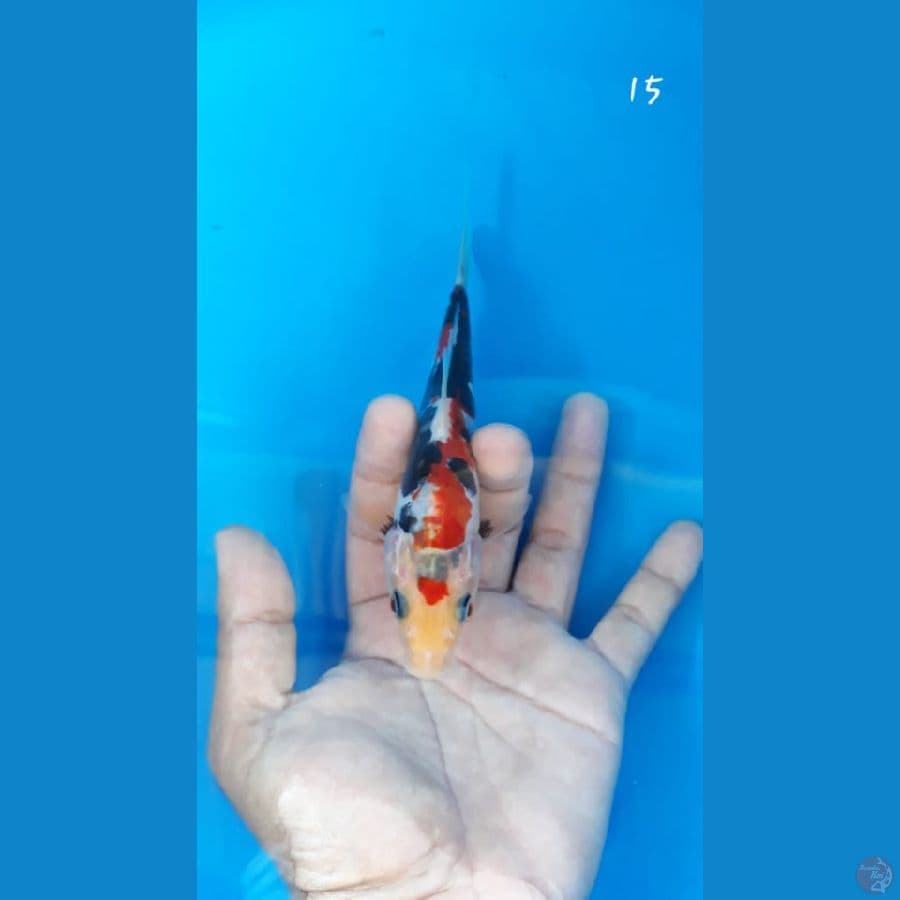 showa doitsu 15cm