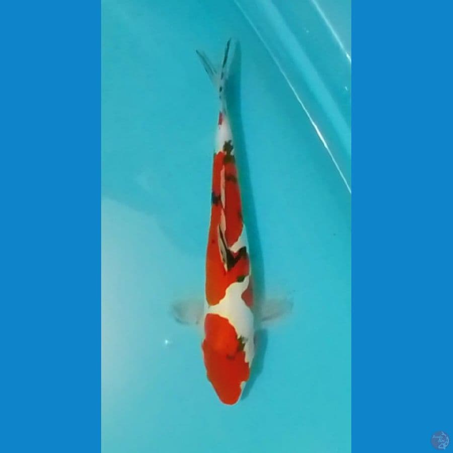 Doitsu Sanke 37cm (M)