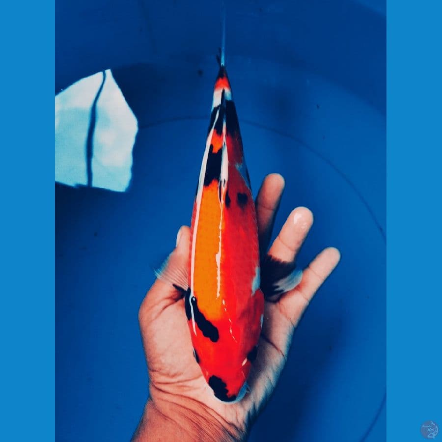 Showa 26cm