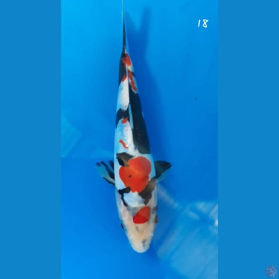 showa doitsu 18cm
