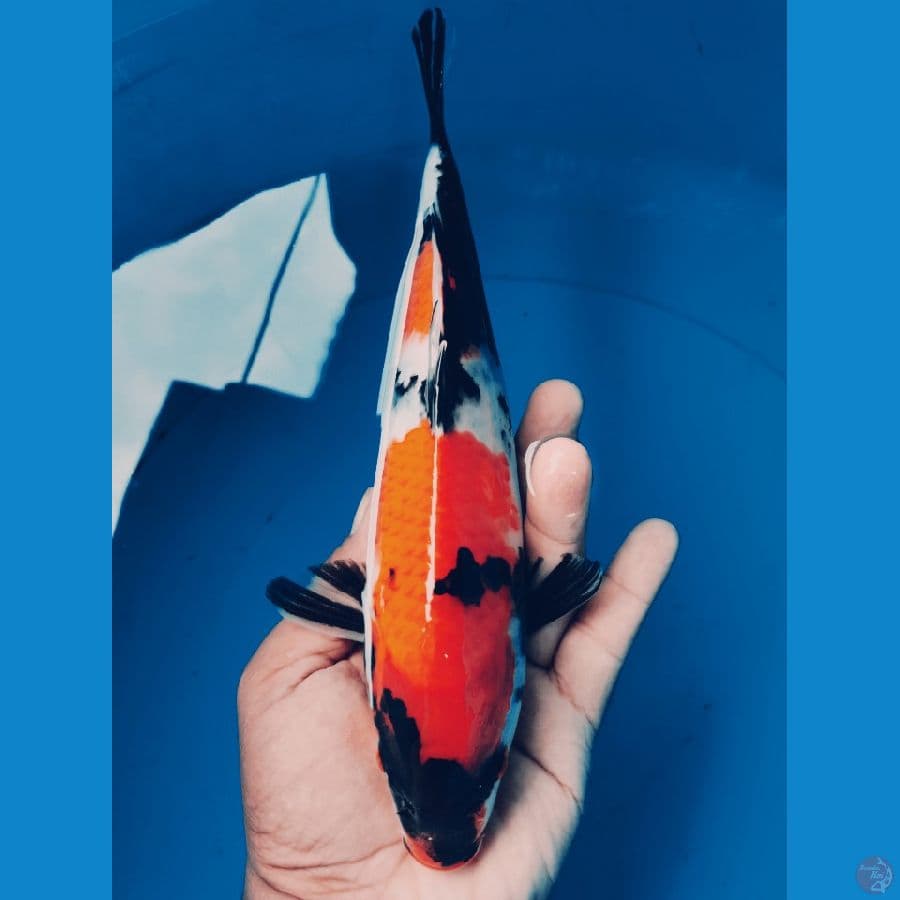 Showa 26CM