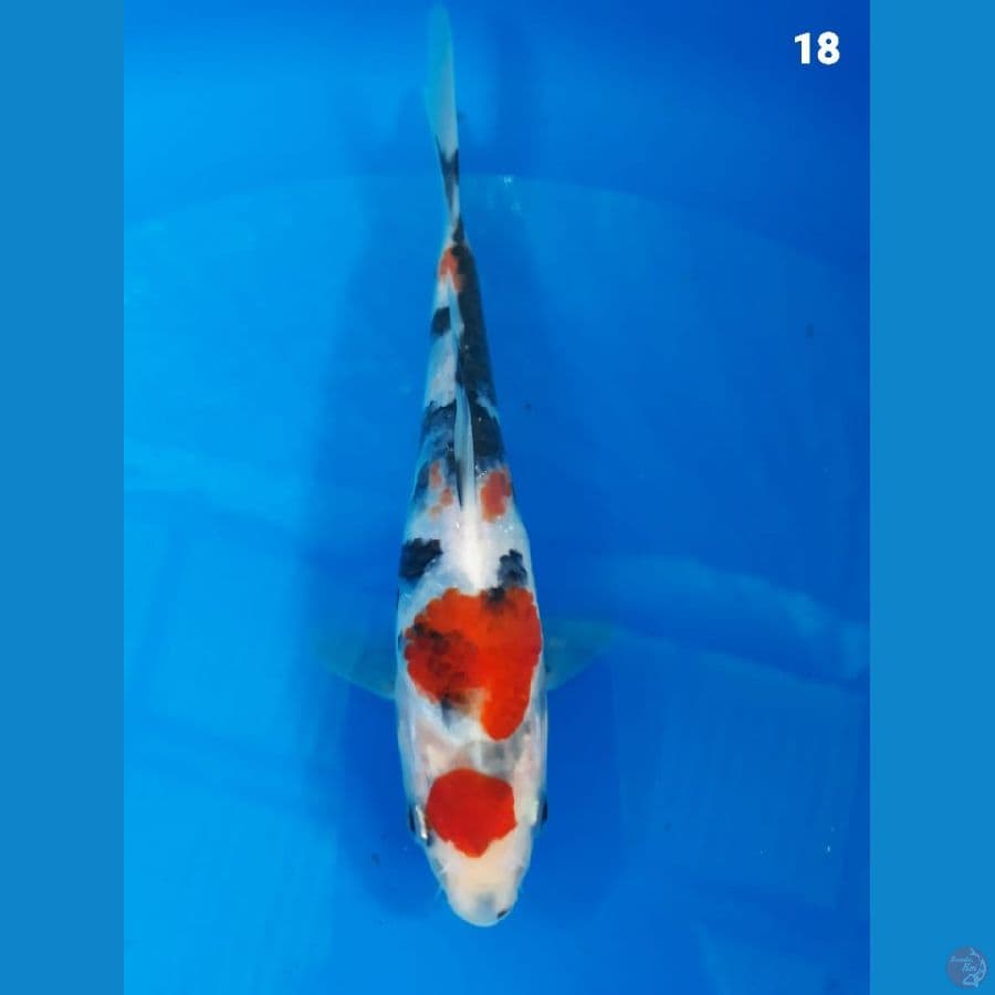 showa 18cm