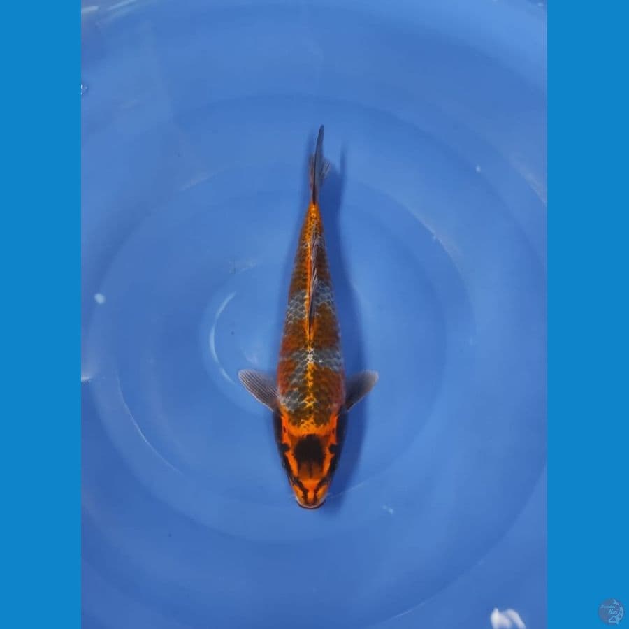 gingga 28 cm