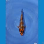 gingga 28 cm