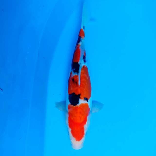 Sanke Doitsu 36 cm